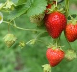 Knallig rot, fruchtig süß, groß und klein – endlich wieder bayerische Erdbeeren  